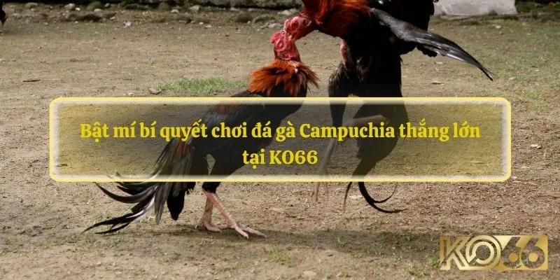 Bật mí bí quyết chơi đá gà Campuchia thắng lớn tại KO66