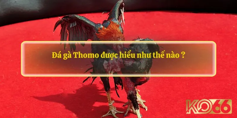 Đá gà Thomo được hiểu như thế nào ?